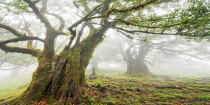 FRANK KRAHMER - Laurel Forest in Fog, Madeira, Portugal