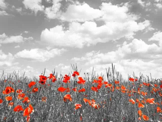 FRANK KRAHMER - Poppies in Corn Field, Bavaria, Germany