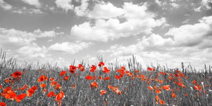 FRANK KRAHMER - Poppies in Corn Field, Bavaria, Germany