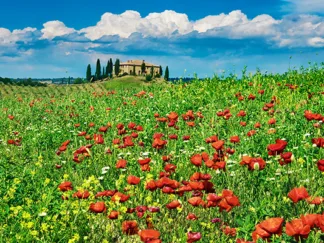 FRANK KRAHMER - Farm House with Cypresses and Poppies, Tuscany, Italy