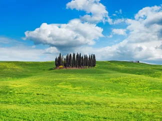 FRANK KRAHMER - Cypresses, Val d'Orcia, Tuscany (detail)