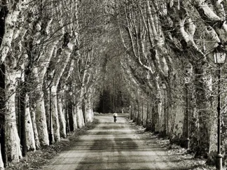 FULVIO FERRUA - Come le Foglie