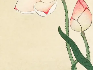 OHARA KOSON - Lotus Flower