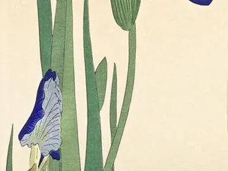 OHARA KOSON - Iris