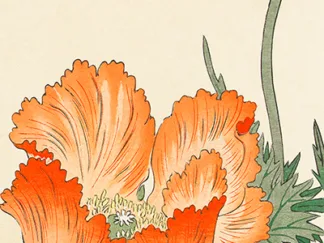 OHARA KOSON - Poppies