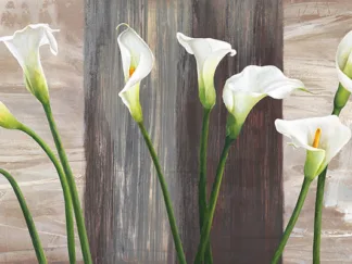 JENNY THOMLINSON - Country Callas