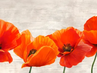 JENNY THOMLINSON - Bright Poppies