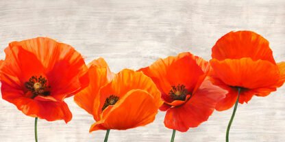 JENNY THOMLINSON - Bright Poppies