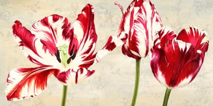 LUCA VILLA - Tulipes Royales