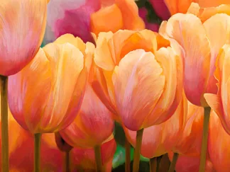 LUCA VILLA - Summer Tulips