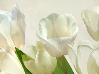 LUCA VILLA - White Tulips (detail)