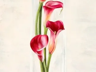 SHIN MILLS - Arrangement of Callas