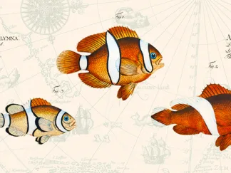STEF LAMANCHE - Tropical Fish I, After Bloch