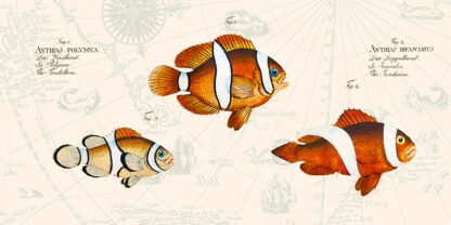 STEF LAMANCHE - Tropical Fish I, After Bloch
