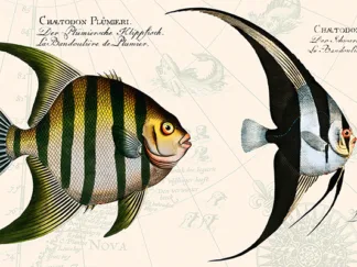 STEF LAMANCHE - Tropical Fish II, After Bloch
