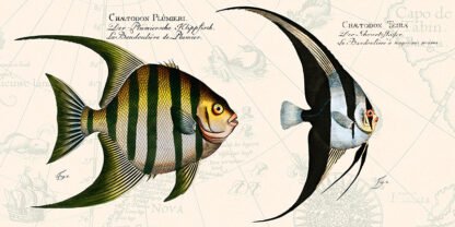 STEF LAMANCHE - Tropical Fish II, After Bloch