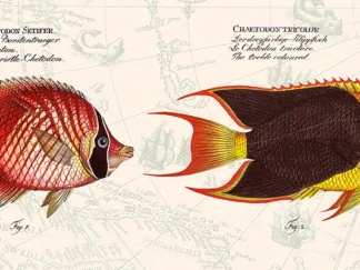 STEF LAMANCHE - Tropical Fish III, After Bloch