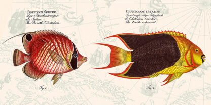 STEF LAMANCHE - Tropical Fish III, After Bloch