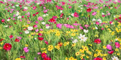 SILVIA MEI - Field of Flowers