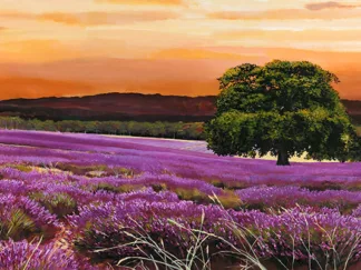 VALERIO SELLA - Campo di Lavanda