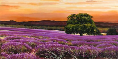 VALERIO SELLA - Campo di Lavanda