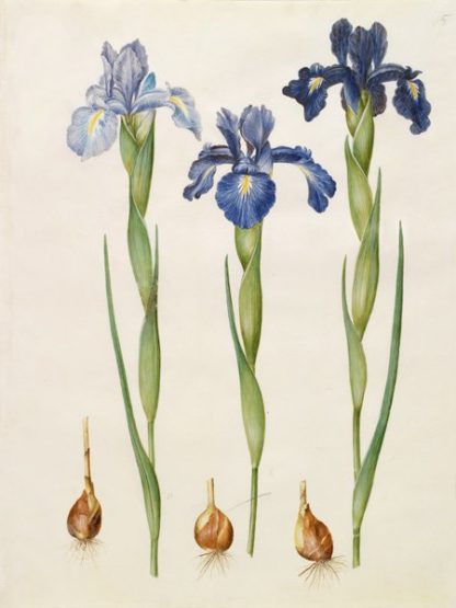 JOHANNES S. HOLTZBECHER - Iris Xiphioides