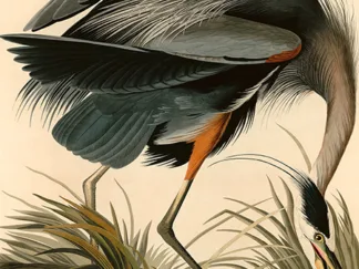 JOHN JAMES AUDUBON - Great Blue Heron