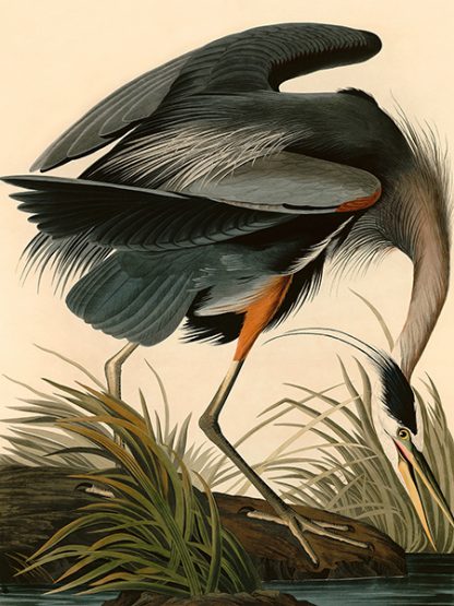 JOHN JAMES AUDUBON - Great Blue Heron