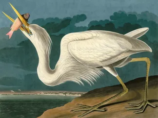 JOHN JAMES AUDUBON - Great White Heron