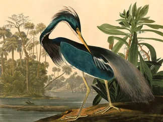 JOHN JAMES AUDUBON - Louisiana Heron
