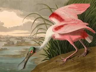 JOHN JAMES AUDUBON - Roseate Spoonbill