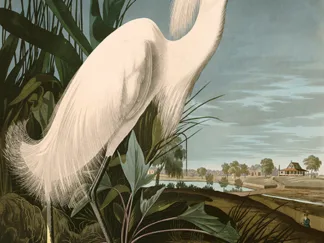 JOHN JAMES AUDUBON - Snowy Heron or White Egret