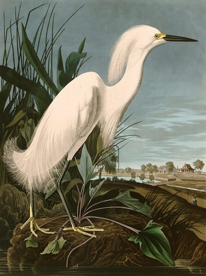 JOHN JAMES AUDUBON - Snowy Heron or White Egret