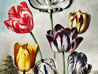 ROBERT JOHN THORNTON - Tulips from The Temple of Flora