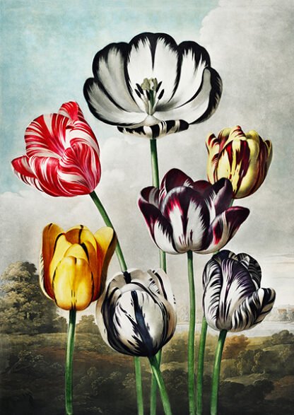 ROBERT JOHN THORNTON - Tulips from The Temple of Flora