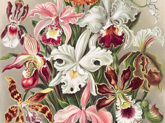 ERNST HAECKEL - Orchidaeacae
