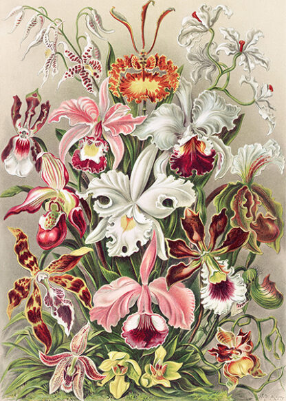 ERNST HAECKEL - Orchidaeacae