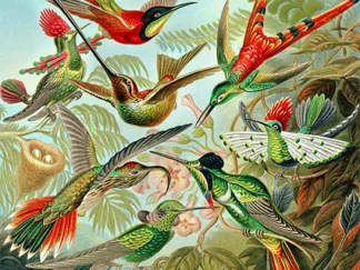 ERNST HAECKEL - Trochilidae
