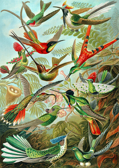 ERNST HAECKEL - Trochilidae