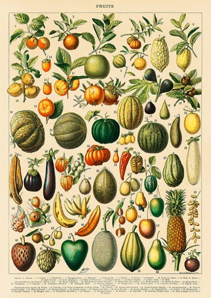 ADOLPHE MILLOT - Fruits and Vegetables