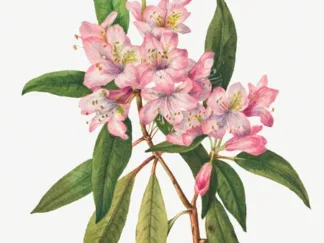 MARY VAUX WALCOTT - Rose Bay Rhododendron, 1932