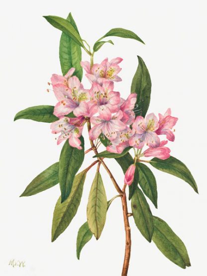 MARY VAUX WALCOTT - Rose Bay Rhododendron, 1932