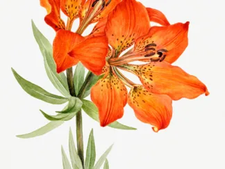 MARY VAUX WALCOTT - Red Lily, 1923
