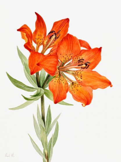 MARY VAUX WALCOTT - Red Lily, 1923