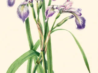 MARY VAUX WALCOTT - Blueflag Iris, 1919