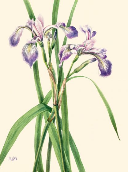 MARY VAUX WALCOTT - Blueflag Iris, 1919