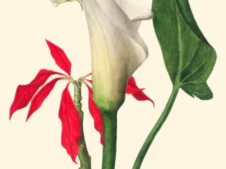 MARY VAUX WALCOTT - Calla Lily, 1877