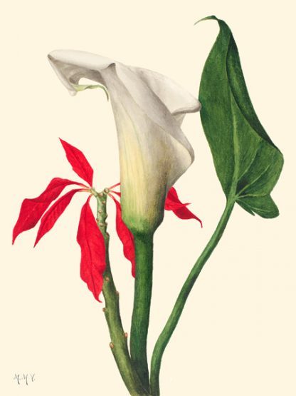 MARY VAUX WALCOTT - Calla Lily, 1877