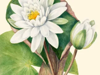 MARY VAUX WALCOTT - American Waterlily, 1920