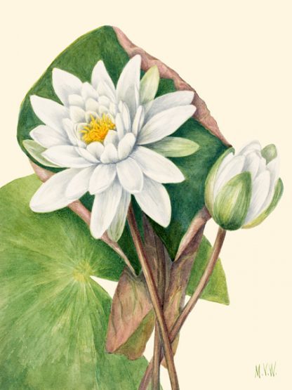MARY VAUX WALCOTT - American Waterlily, 1920